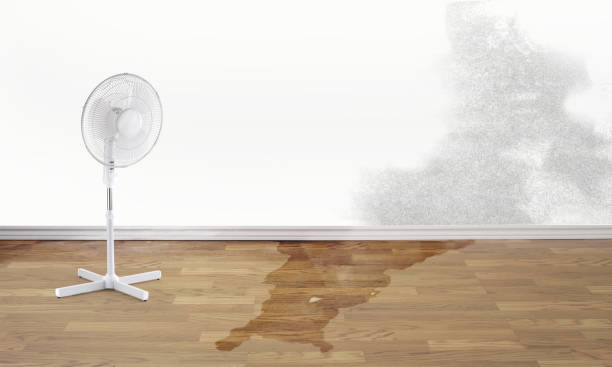 Best Local water damage restoration  in Ragland, AL