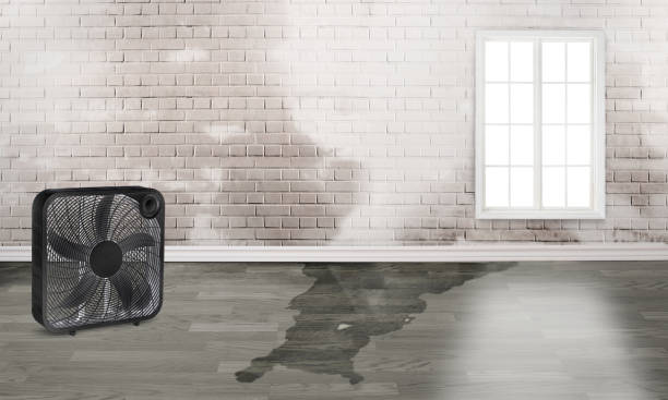 Best Emergency water damage restoration  in Ragland, AL